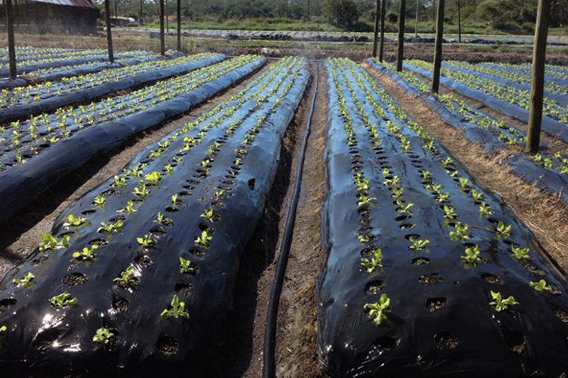 Plástico Mulching